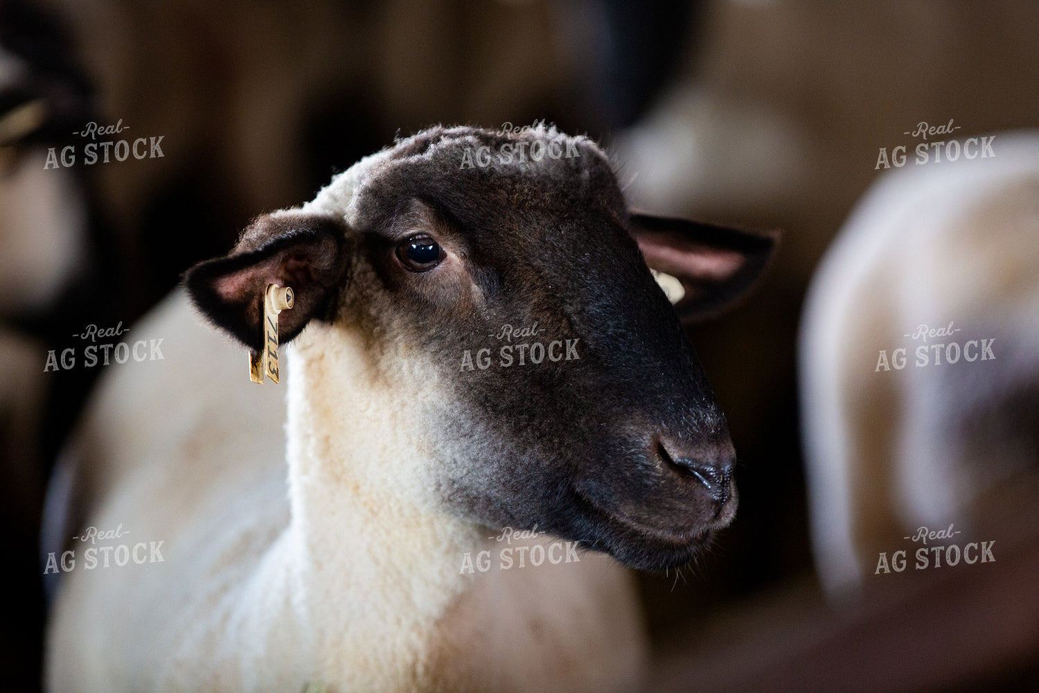Sheep in Farmyard 90062