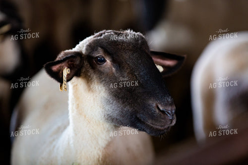 Sheep in Farmyard 90062
