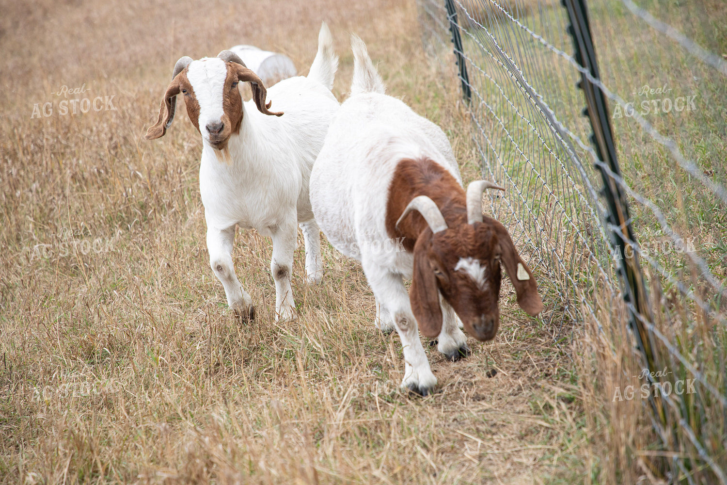 Goats 117128