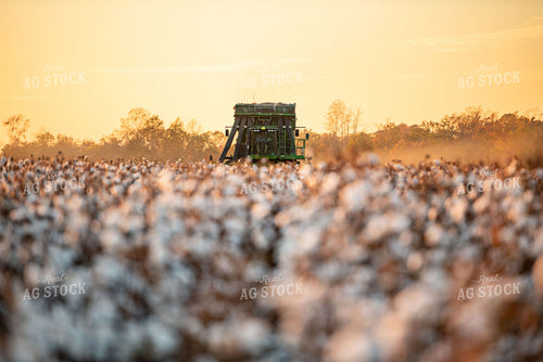 Cotton Harvest 136163