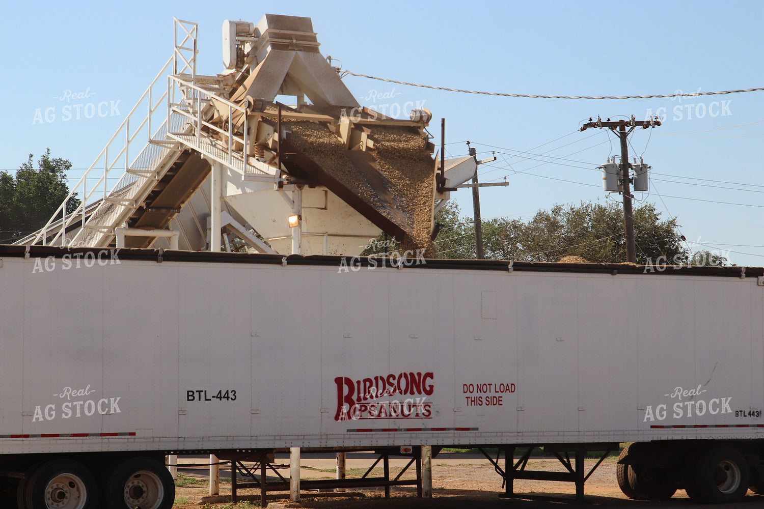 Unloading Harvested Peanuts 102211