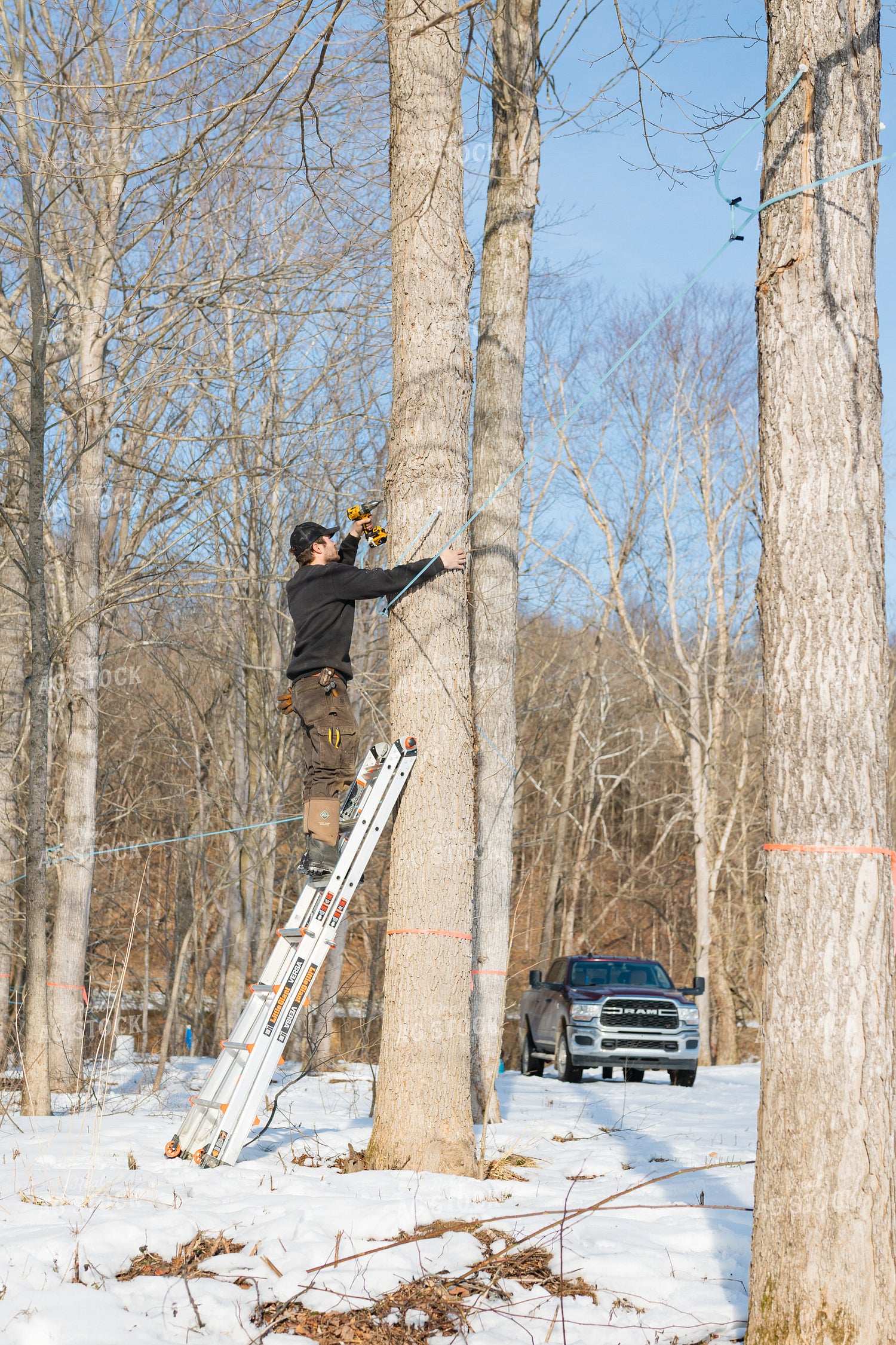 Farmer Tapping Maple Trees 52949