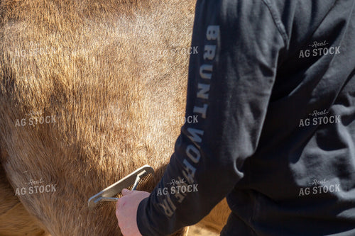 Farmer Grooming Horse 155567