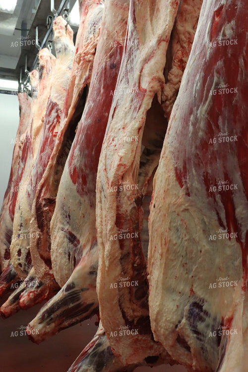 Beef Carcasses in Cold Storage 227004