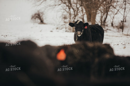 Angus Cattle in Snowy Pasture 3774