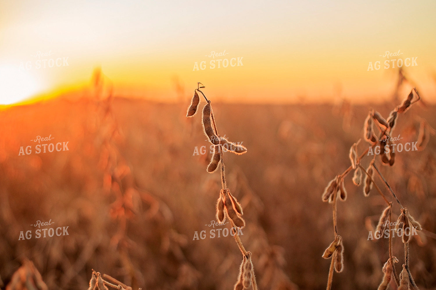 Dried Soybeans 93190