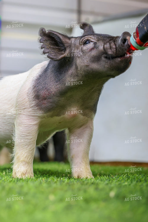 Show Pig 160381