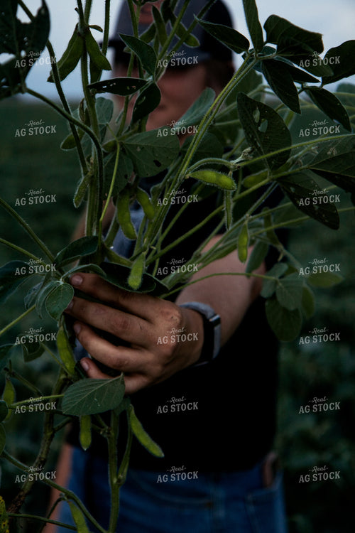 Checking Soybeans 67492