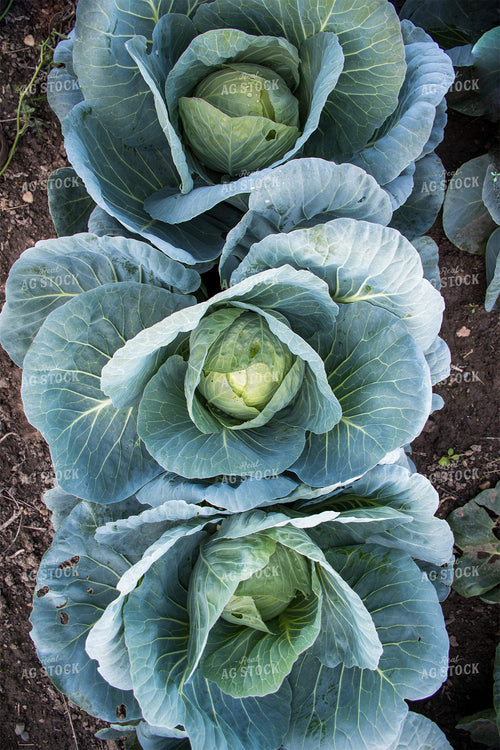 Cabbage 50151