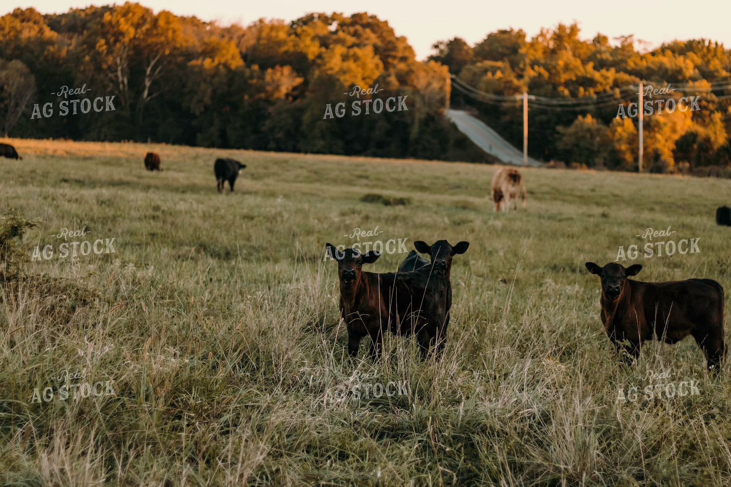Calves in Pasture 108010