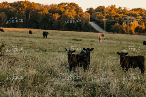 Calves in Pasture 108010
