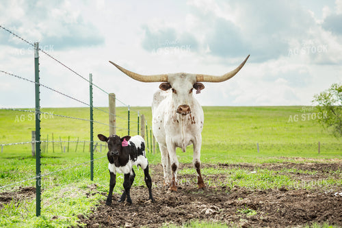 Longhorn Cow Calf Pair 155501