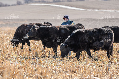 Cattle on Cornstalks 193045