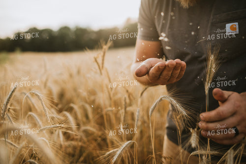 Farmer in Rye Field 5983
