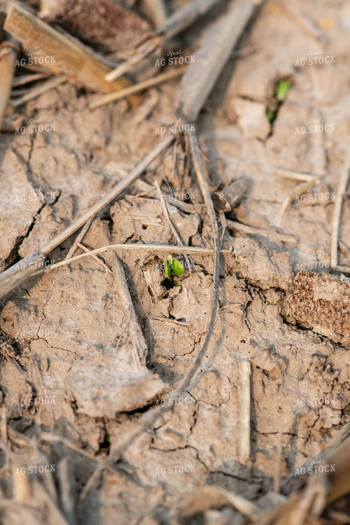 Emerging Soybeans 76679