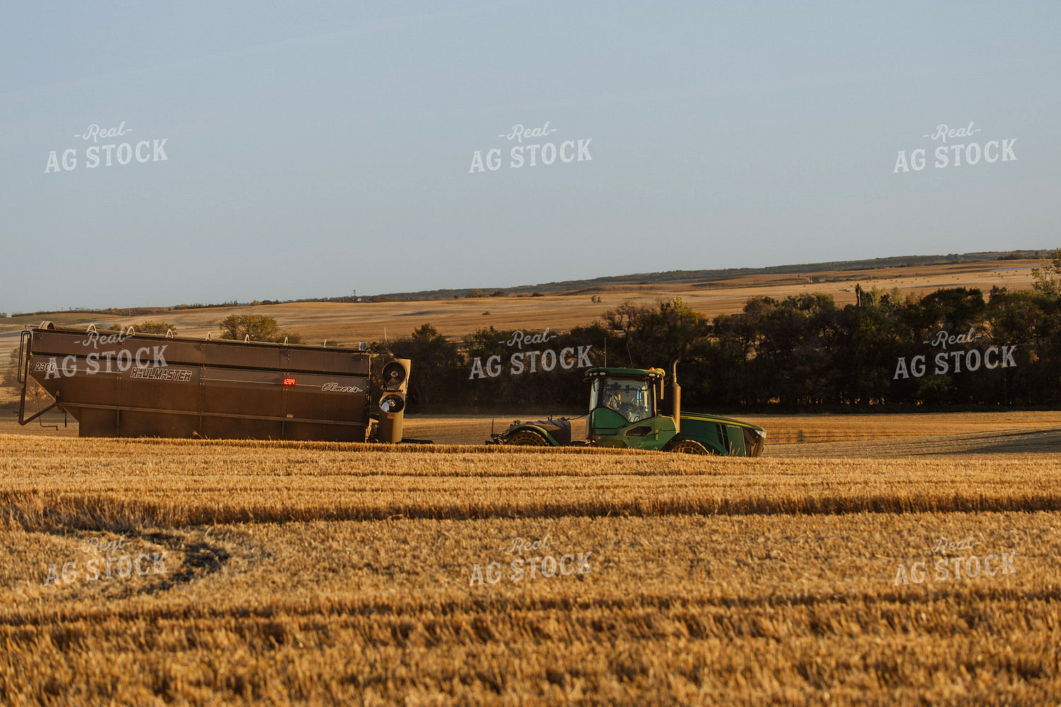 Wheat Harvest 187309