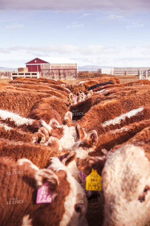 Hereford Cattle Eat from Feed Trough in Lot 81131