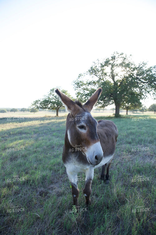 Donkey 205057