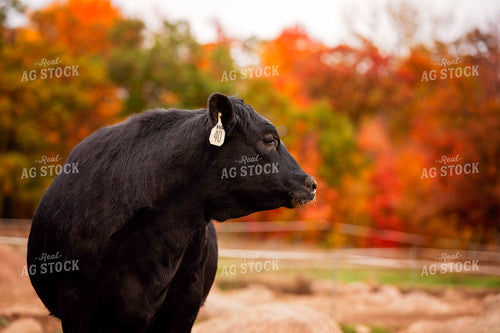 Black Angus Cattle on Pasture 55187