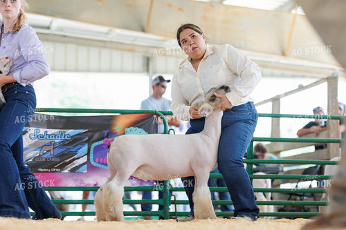 Sheep Show 295116