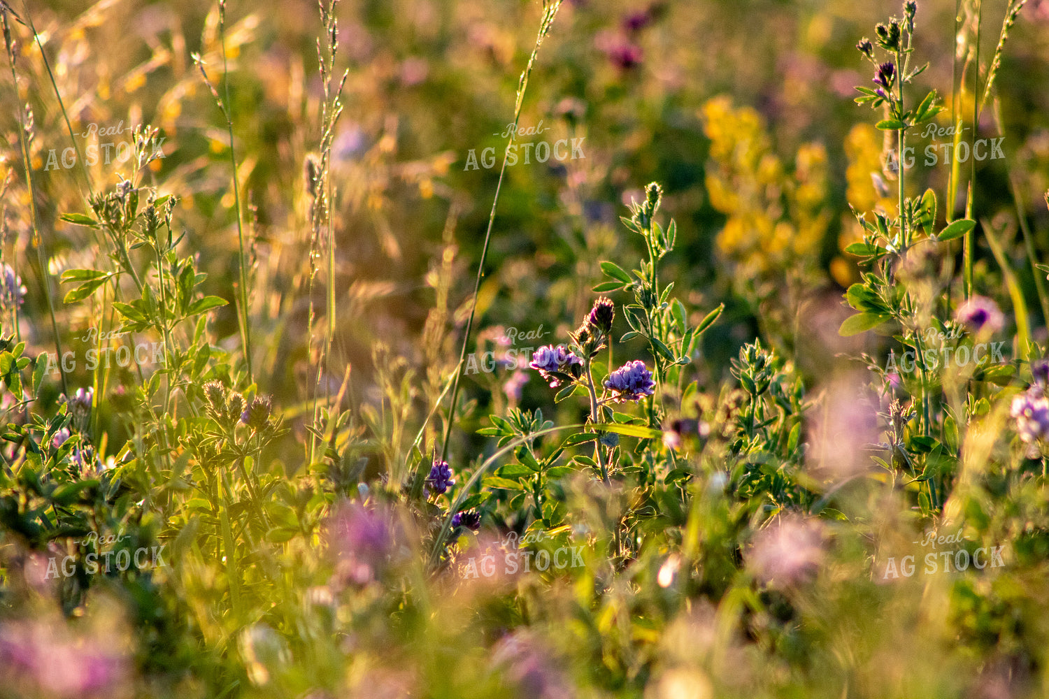 Alfalfa Field 214327