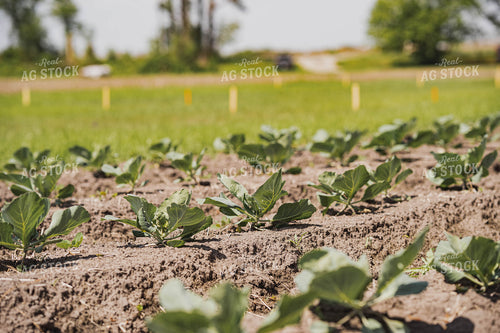 Cabbage Field 91031