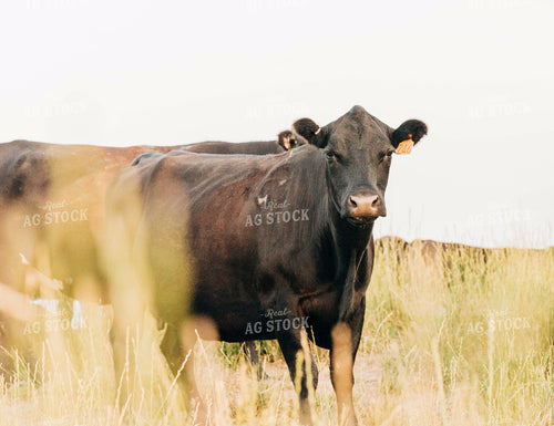 Cattle in Pasture 61047