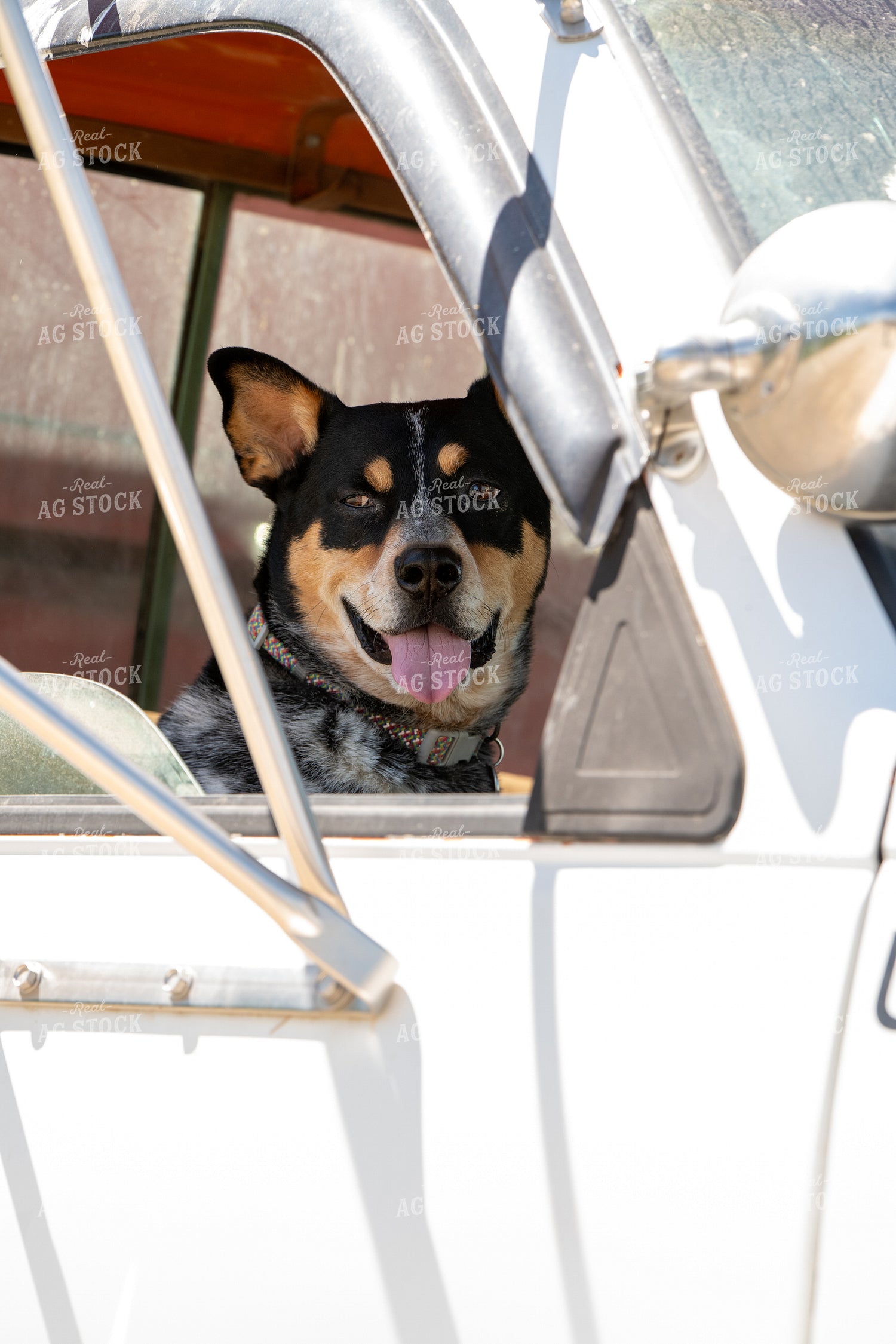 Dog in Feed Truck 193079