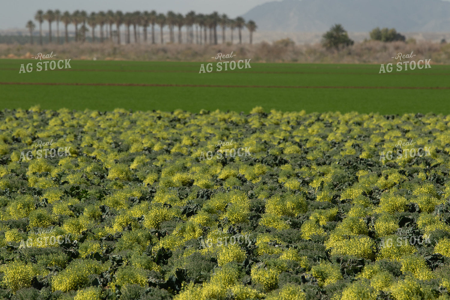 Broccoli Field 105033