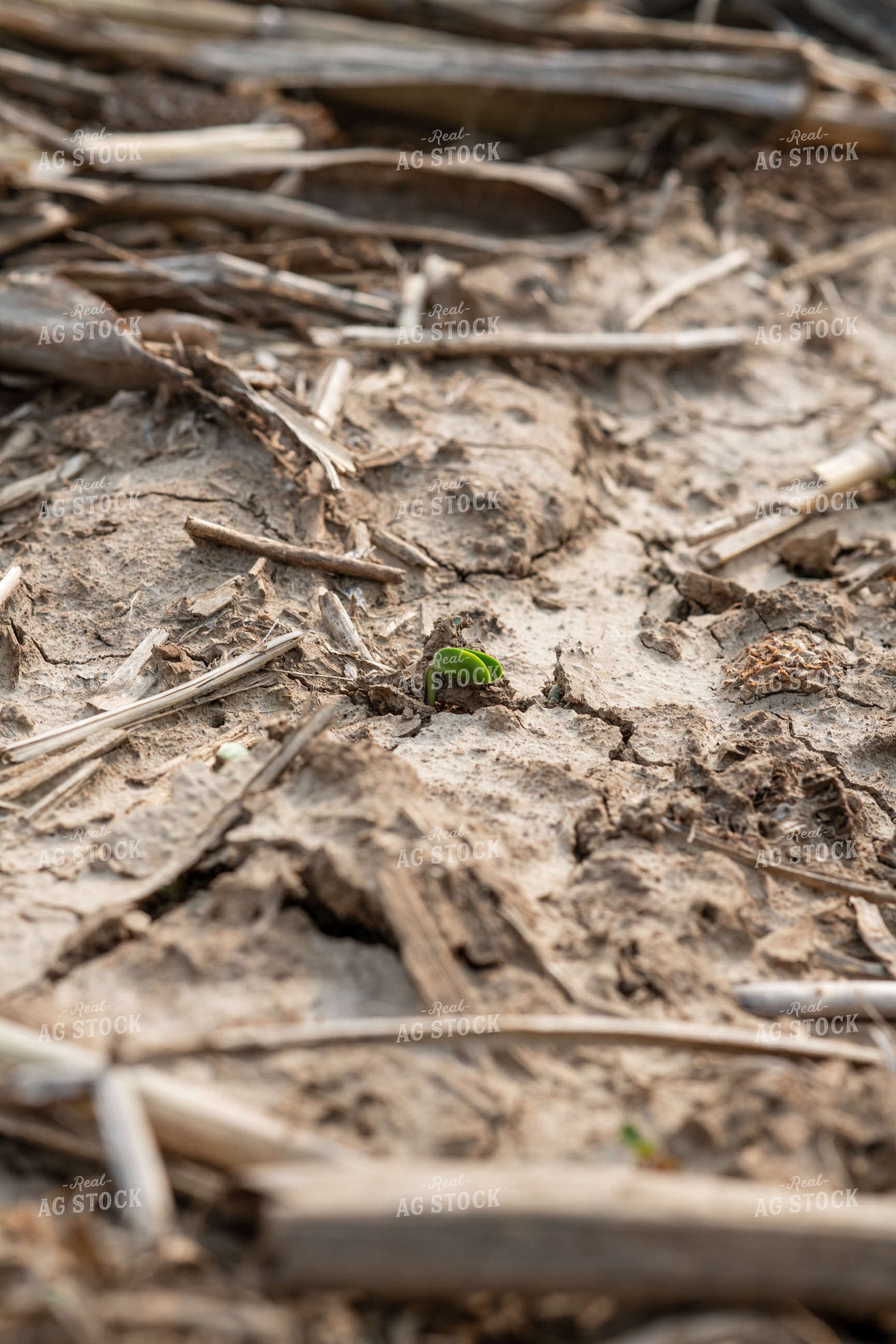 Emerging Soybeans 76669