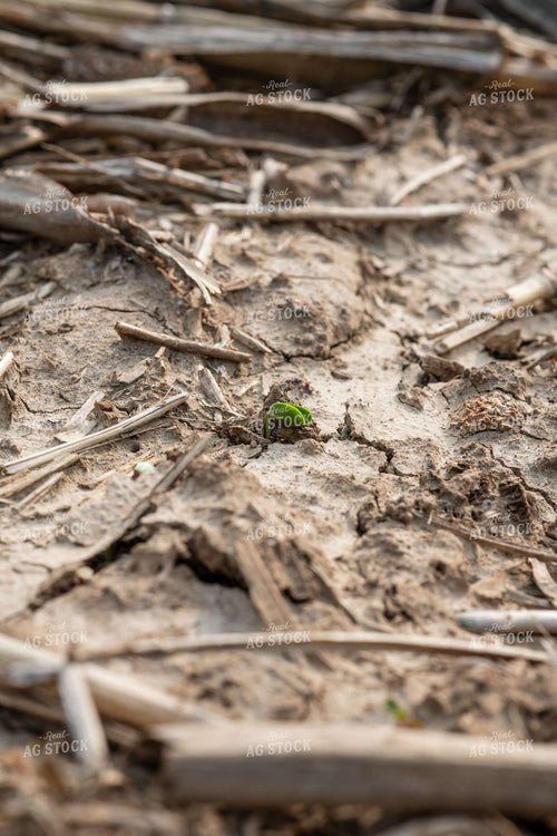Emerging Soybeans 76669