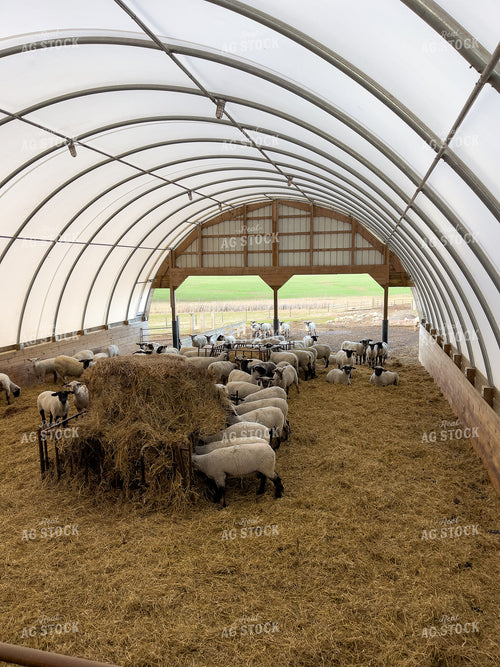 Sheep 103087