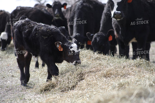 Angus Cow Calf Pairs Eating Hay 117186