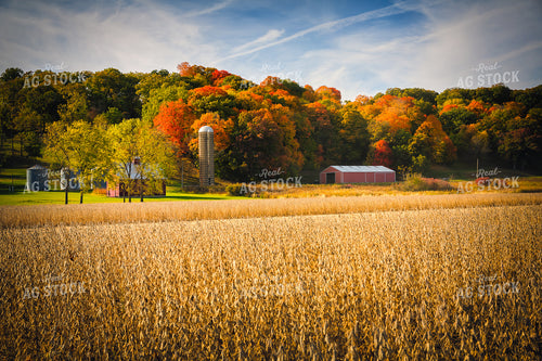 Fall Landscape with Dried Soybean Field 153023