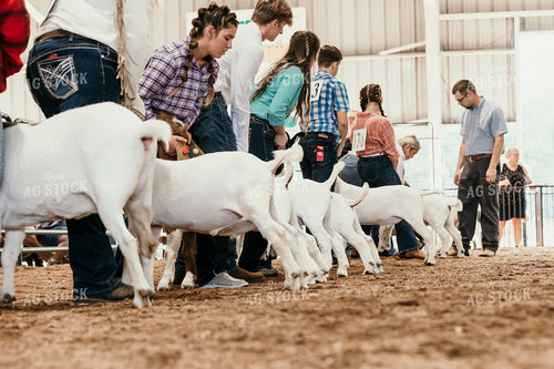 Farm Kids Showing Goats 52517