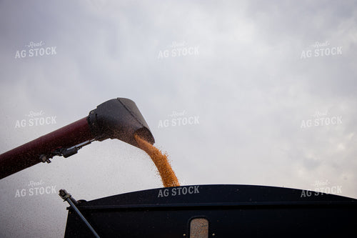 Unloading Harvested Corn 268225