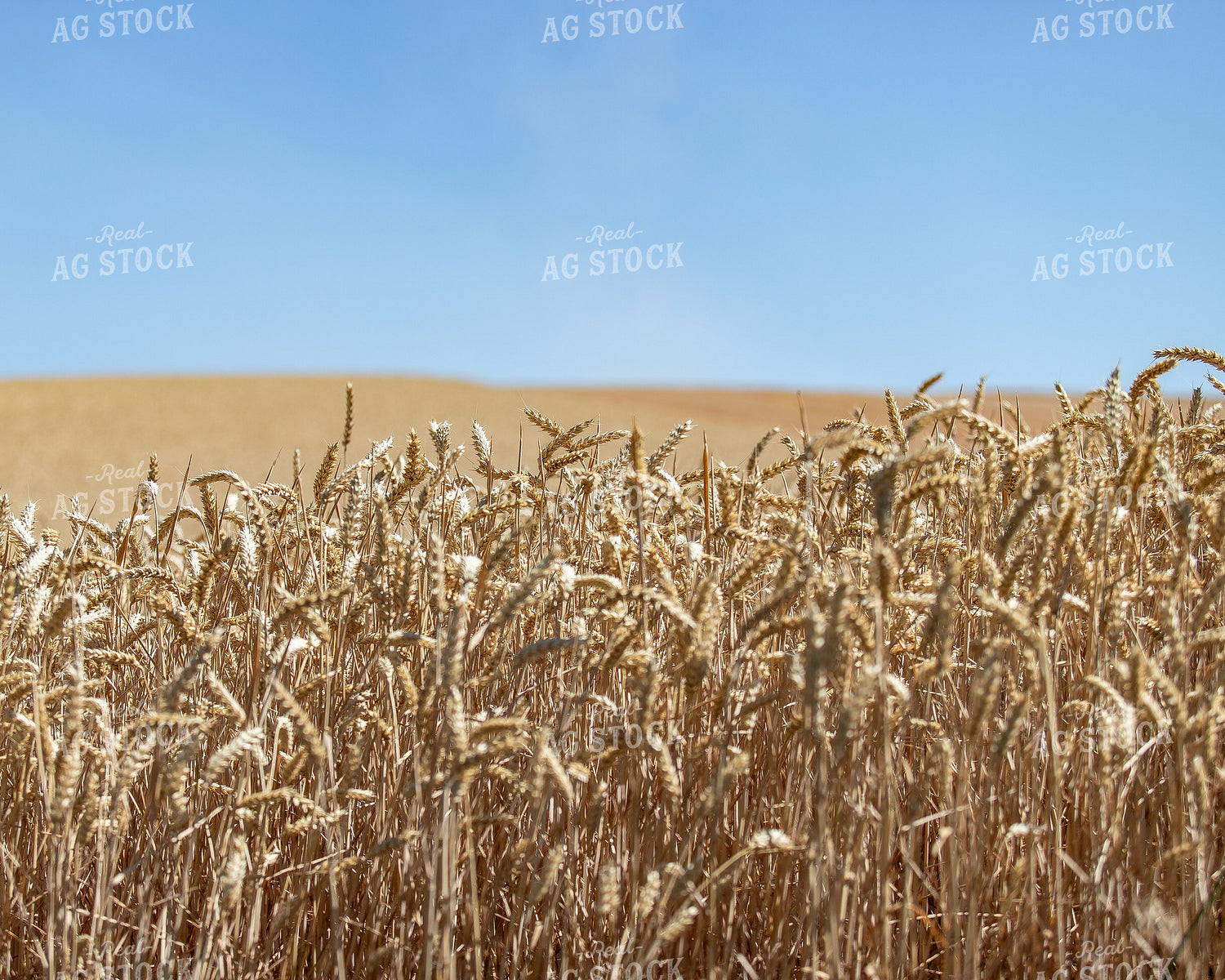 Wheat Field 188021