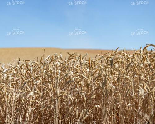 Wheat Field 188021