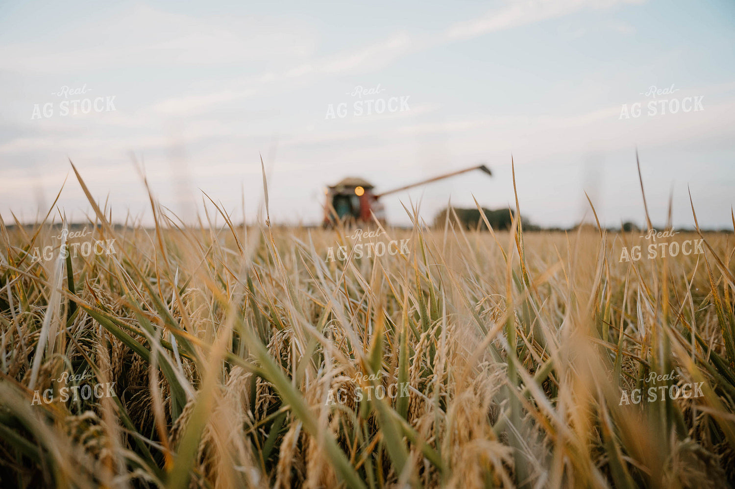Rice Harvest 125192