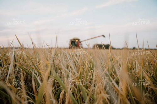 Rice Harvest 125192