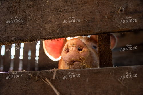 Pig in Pen 76061