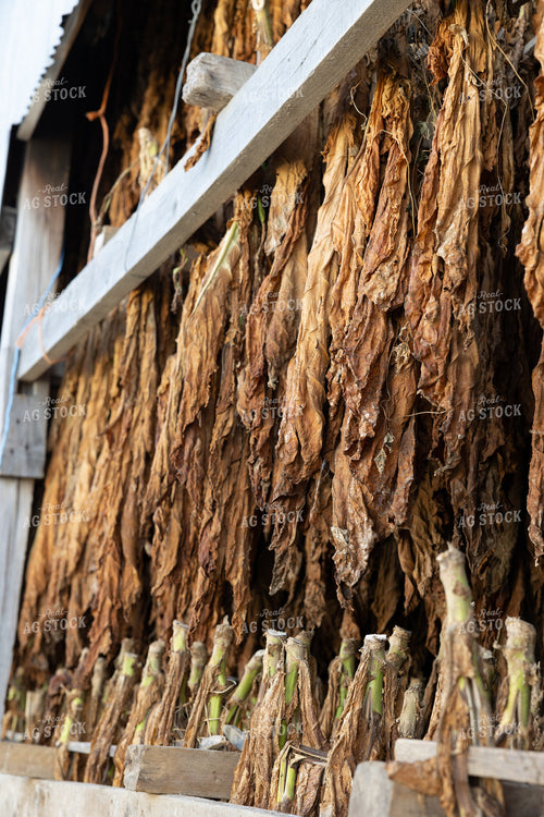 Curing Tobacco 52559