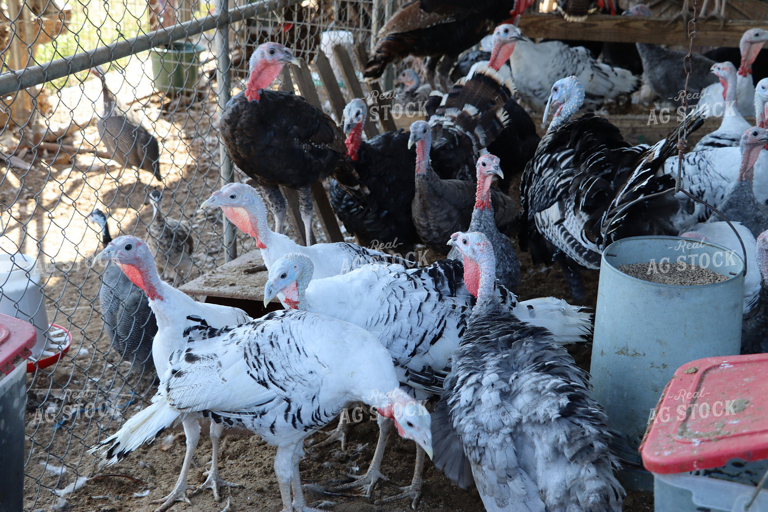 Turkeys 201026