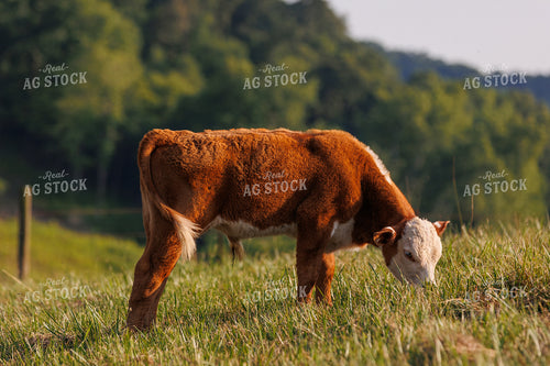 Hereford Calf 52656