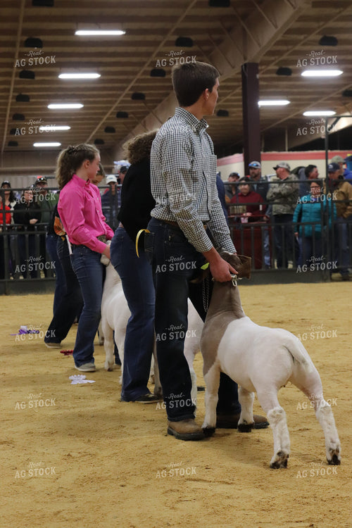 Showing Goats 102063