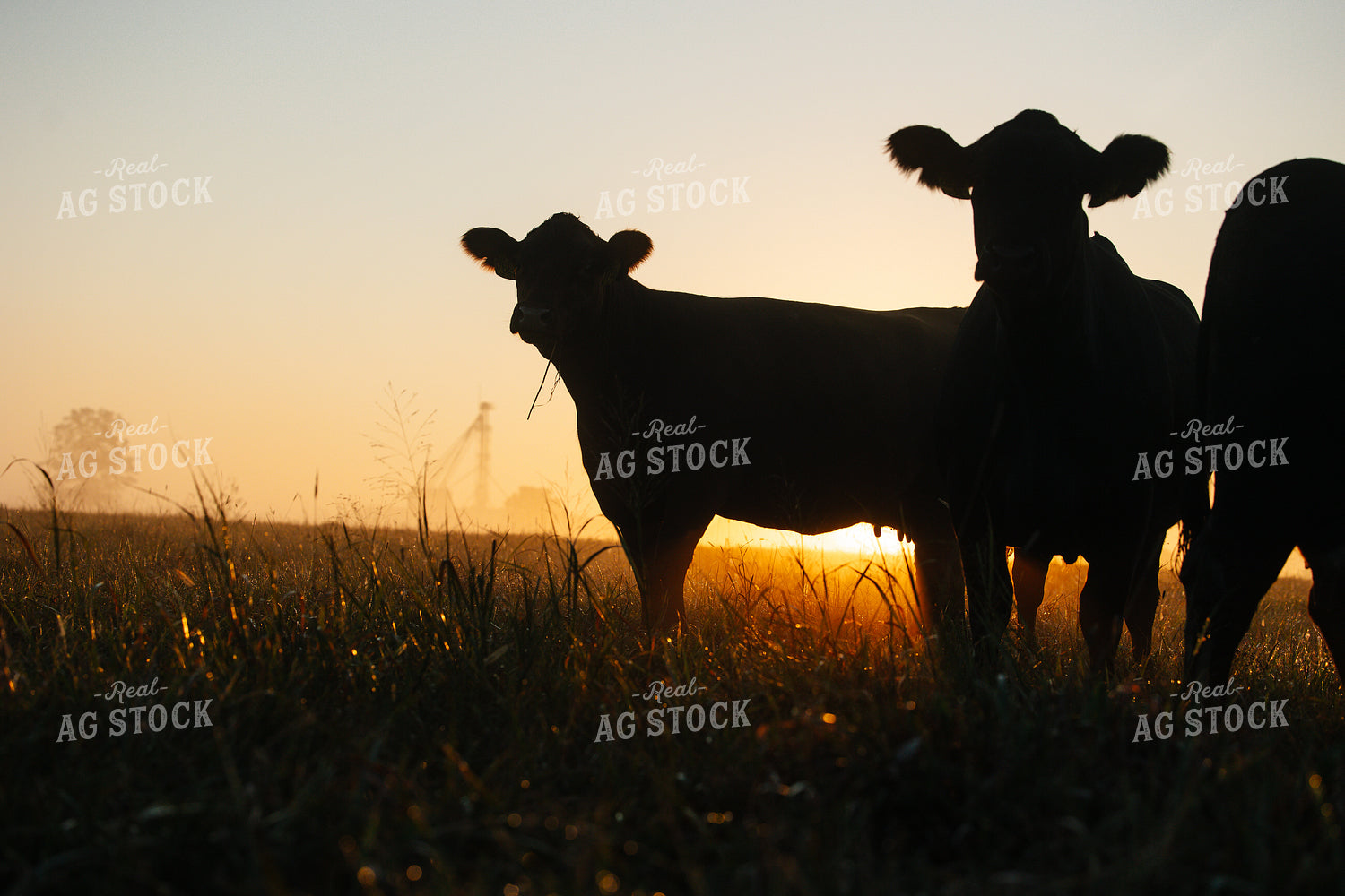Black Angus Cattle on Pasture at Sunrise 219117