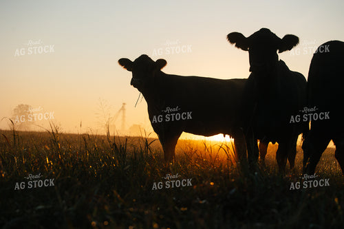 Black Angus Cattle on Pasture at Sunrise 219117