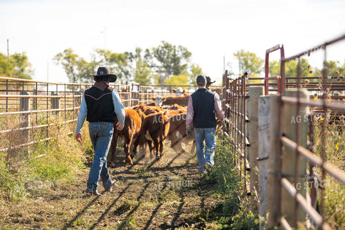 Ranchers Working Cattle 212124