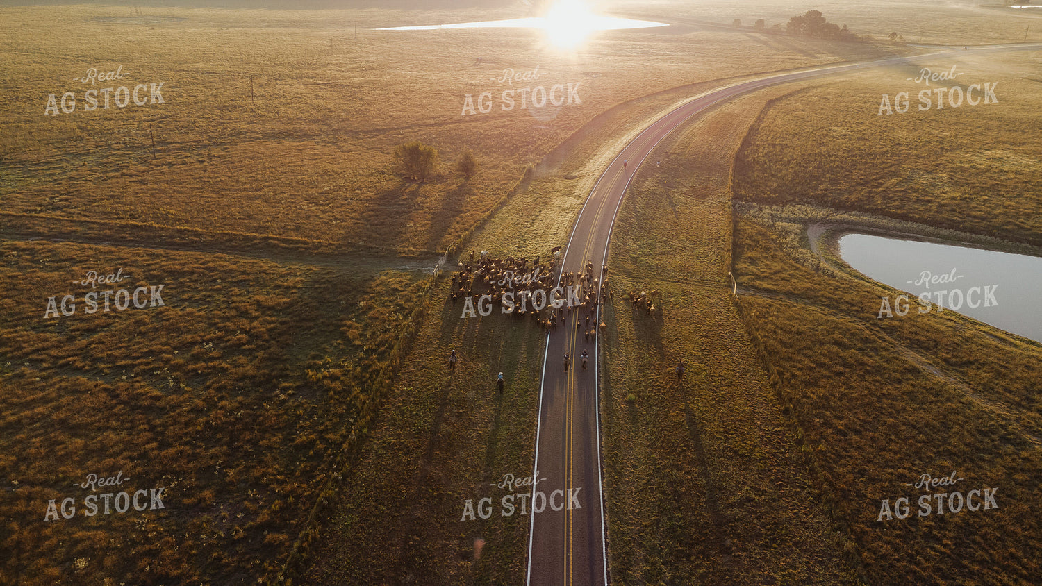 Aerial of Cattle Drive 301061