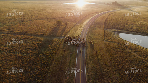 Aerial of Cattle Drive 301061